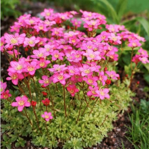 Kőtörőfű – Saxifraga x arendsii 'Rosenzwerg'