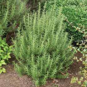 Rozmaring -  Rosmarinus officinalis