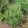 Rozmaring -  Rosmarinus officinalis