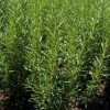 Rozmaring -  Rosmarinus officinalis