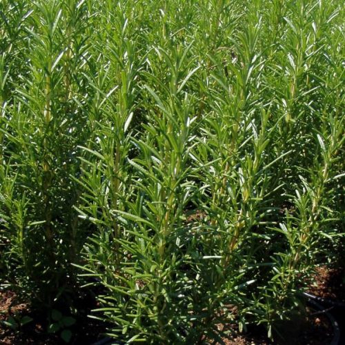 Rozmaring -  Rosmarinus officinalis