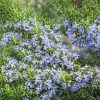 Kúszó rozmaring – Rosmarinus officinalis 'Prostratus'