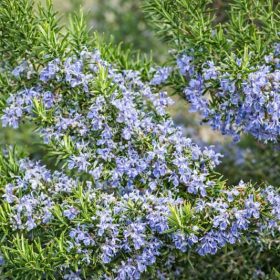   Kúszó rozmaring – Rosmarinus officinalis 'Prostratus'