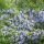 Kúszó rozmaring – Rosmarinus officinalis 'Prostratus'