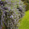 Kúszó rozmaring – Rosmarinus officinalis 'Prostratus'