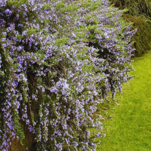 Kúszó rozmaring – Rosmarinus officinalis 'Prostratus'
