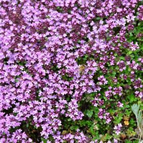   Gyapjas kakukkfű – Thymus praecox 'Pseudolanuginosus'