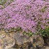 Gyapjas kakukkfű – Thymus praecox 'Pseudolanuginosus'