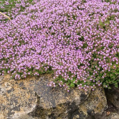 Gyapjas kakukkfű – Thymus praecox 'Pseudolanuginosus'