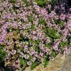 Kerti kakukkfű – Thymus vulgaris