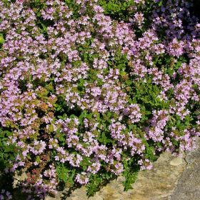 Kerti kakukkfű – Thymus vulgaris