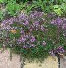 Kerti kakukkfű – Thymus vulgaris