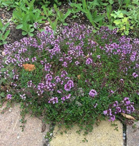Kerti kakukkfű – Thymus vulgaris