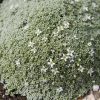Párnás homokhúr – Arenaria lithops