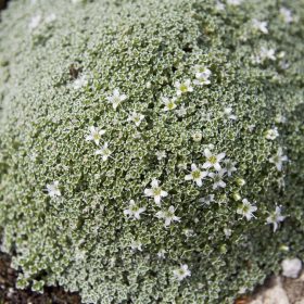 Párnás homokhúr – Arenaria lithops