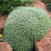 Párnás homokhúr – Arenaria lithops