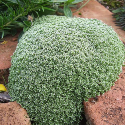 Párnás homokhúr – Arenaria lithops