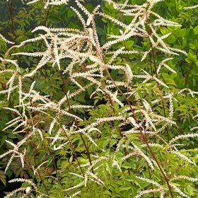 Csipkeszakáll – Aruncus 'Horatio'