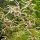 Csipkeszakáll – Aruncus 'Horatio'