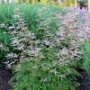 Csipkeszakáll – Aruncus 'Horatio'