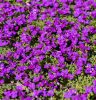 Pázsitviola – Aubrieta x cultorum 'Hamburger Stadtpark'