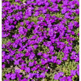   Pázsitviola – Aubrieta x cultorum 'Hamburger Stadtpark'