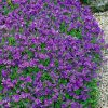 Pázsitviola – Aubrieta x cultorum 'Hamburger Stadtpark'