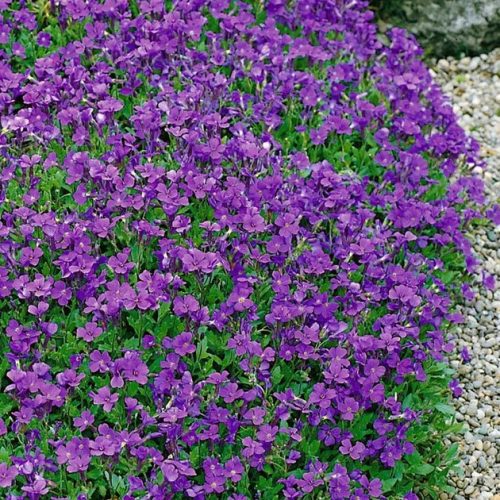 Pázsitviola – Aubrieta x cultorum 'Hamburger Stadtpark'