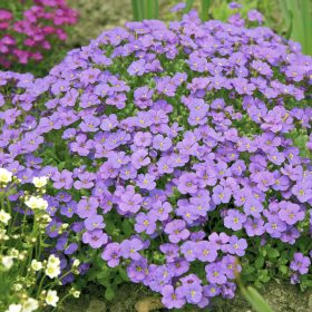   Pázsitviola – Aubrieta x cultorum 'Audrey F1 Mid Blue'
