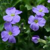 Pázsitviola – Aubrieta x cultorum 'Audrey F1 Mid Blue'