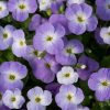 Pázsitviola – Aubrieta x cultorum 'Regado Blue White Bicolor'