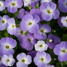   Pázsitviola – Aubrieta x cultorum 'Regado Blue White Bicolor'
