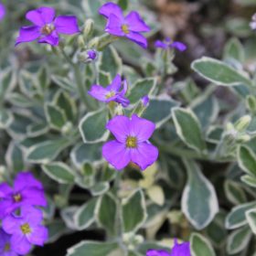   Tarkalevelű pázsitviola – Aubrieta x cultorum 'Silberrand'