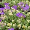 Tarkalevelű pázsitviola – Aubrieta x cultorum 'Silberrand'
