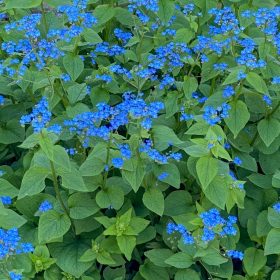 Kaukázusi nefelejcs – Brunnera macrophylla