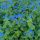 Kaukázusi nefelejcs – Brunnera macrophylla