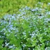 Kaukázusi nefelejcs – Brunnera macrophylla