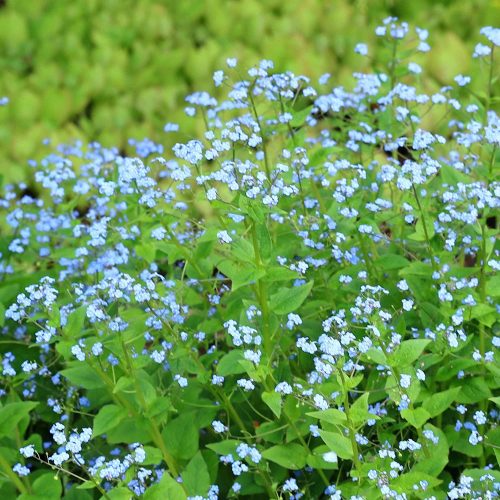 Kaukázusi nefelejcs – Brunnera macrophylla