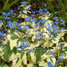   Kaukázusi nefelejcs – Brunnera macrophylla 'Variegata'