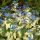 Kaukázusi nefelejcs – Brunnera macrophylla 'Variegata'