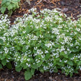   Kaukázusi nefelejcs – Brunnera macrophylla 'Betty Bowring'