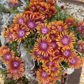 Délvirág – Delosperma 'Firespinner'