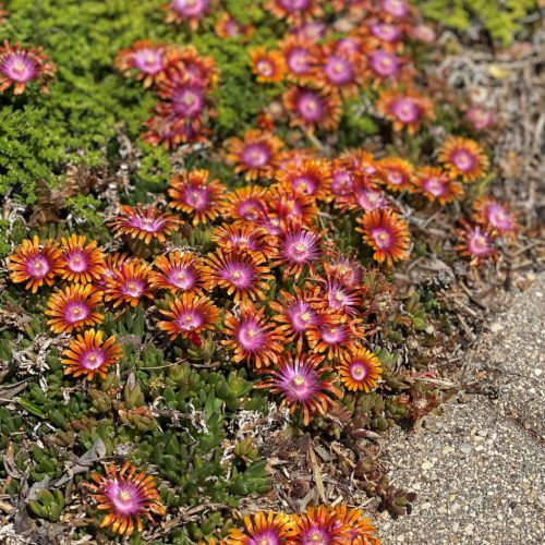 Délvirág – Delosperma 'Firespinner'