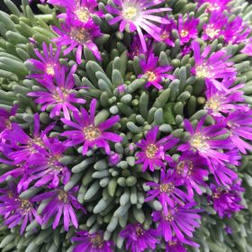   Kristályvirág – Delosperma sphalmanthoides 'Aurea'