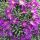 Kristályvirág – Delosperma sphalmanthoides 'Aurea'