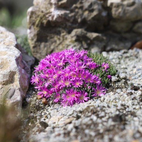 Kristályvirág – Delosperma sphalmanthoides 'Aurea'