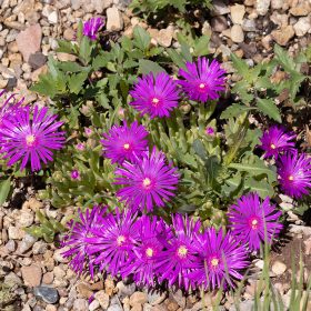 Délvirág – Delosperma 'Sundella Lavender'
