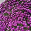 Délvirág – Delosperma 'Sundella Lavender'