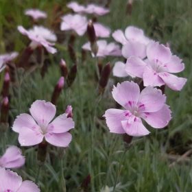   Pünkösdi szegfű – Dianthus gratianopolitanus 'Asnelliken'