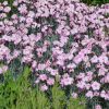 Pünkösdi szegfű – Dianthus gratianopolitanus 'Asnelliken'